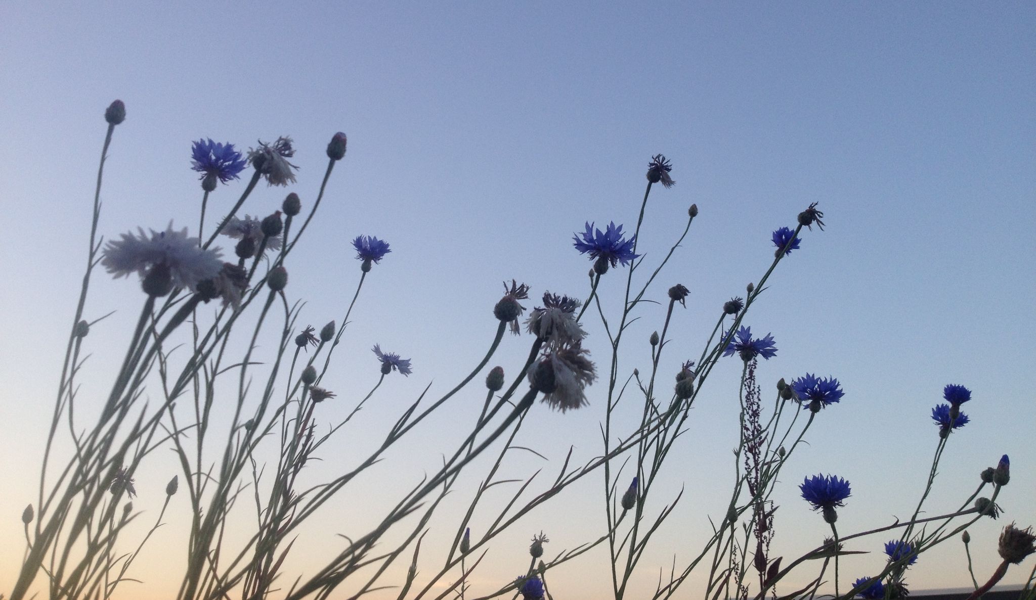 Bloemen tegen de lucht